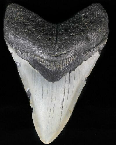 Megalodon Tooth - North Carolina #59050